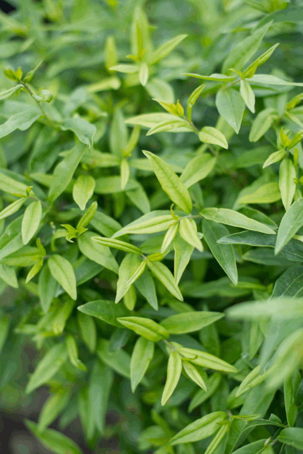 Lodense-likusteri Ruukku Tuuhea 20cm - Image 2