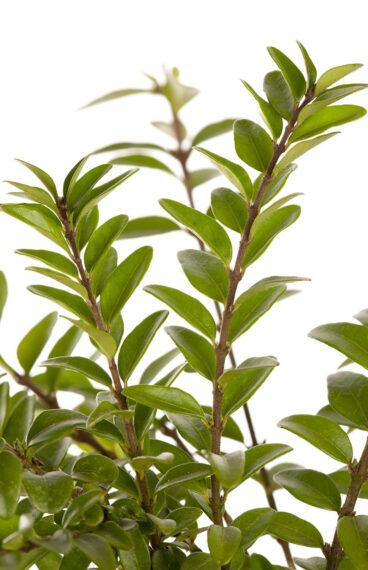 Myrttikuusama