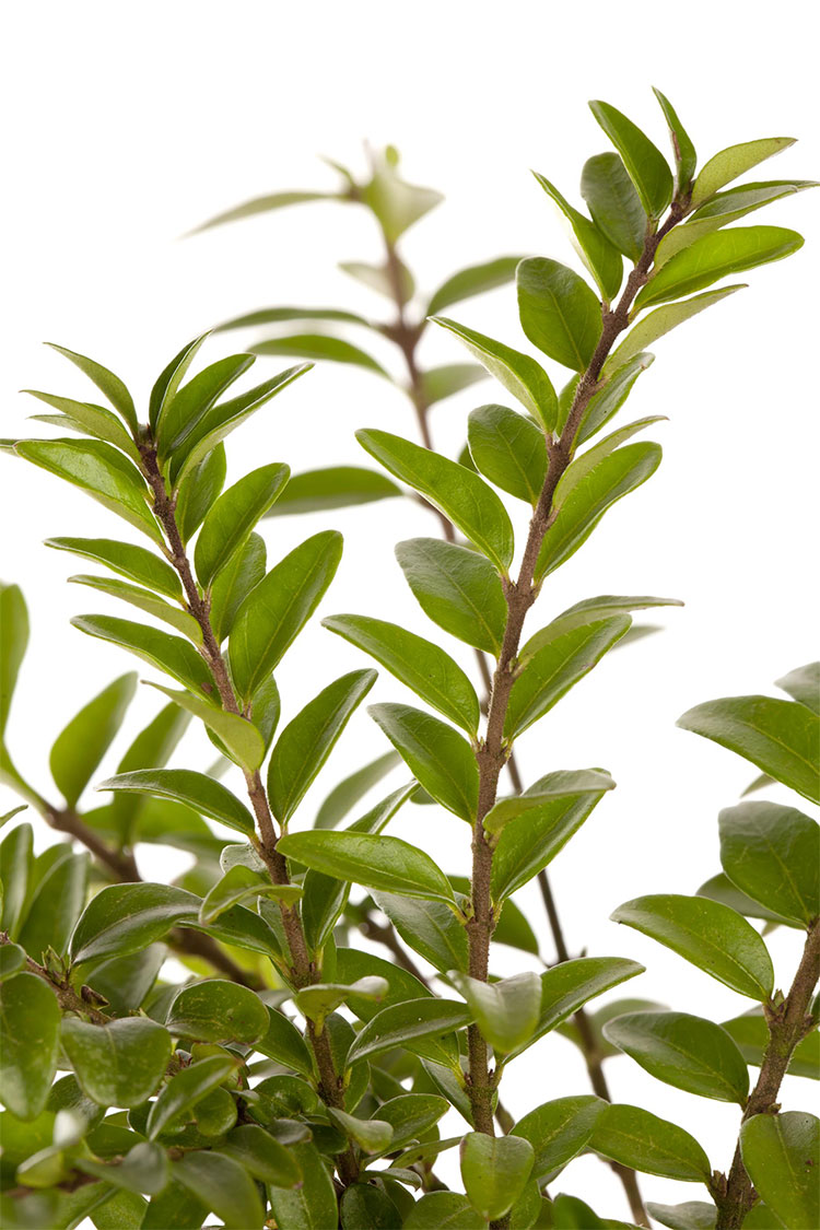 Myrttikuusama