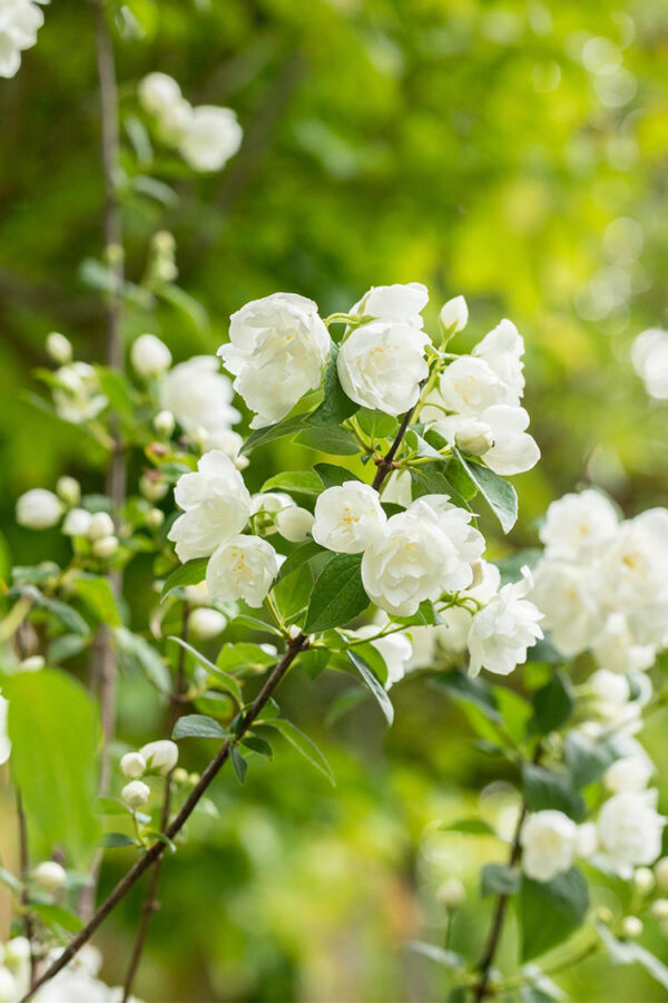 Kameliajasmike Ruukku Hyvin tuuhea 100cm - Image 2