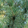 Sembramänty Ruukku Hyvin tuuhea 225cm - Image 2