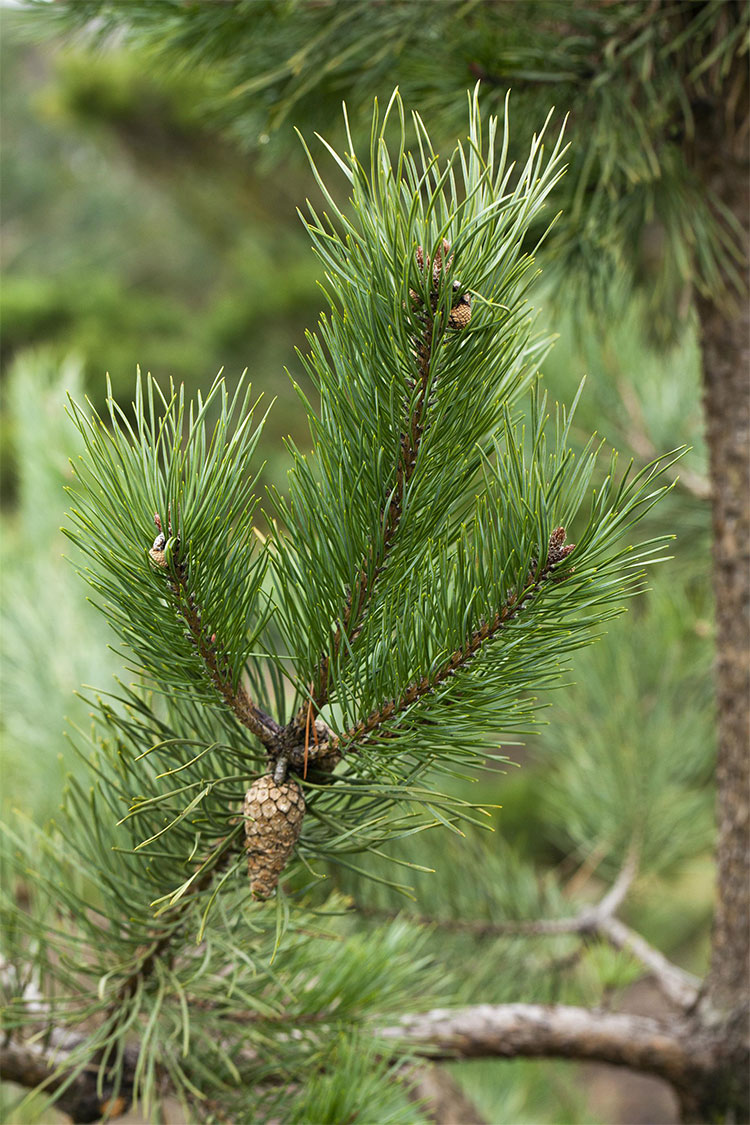 Metsämänty