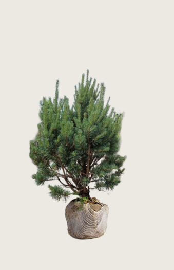 Metsämänty Juuripaakku Hyvin tuuhea | Plantinavia