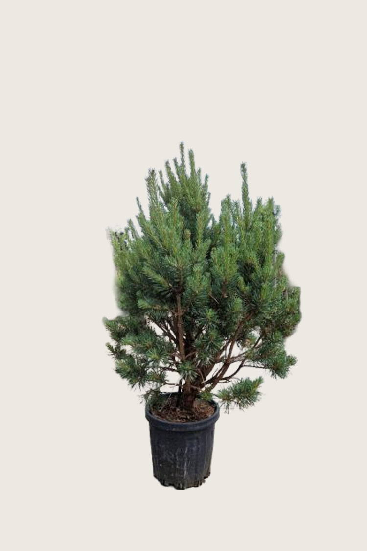 Metsämänty Ruukku Hyvin tuuhea | Plantinavia