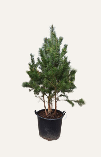 Metsämänty Ruukku Hyvin tuuhea | Plantinavia