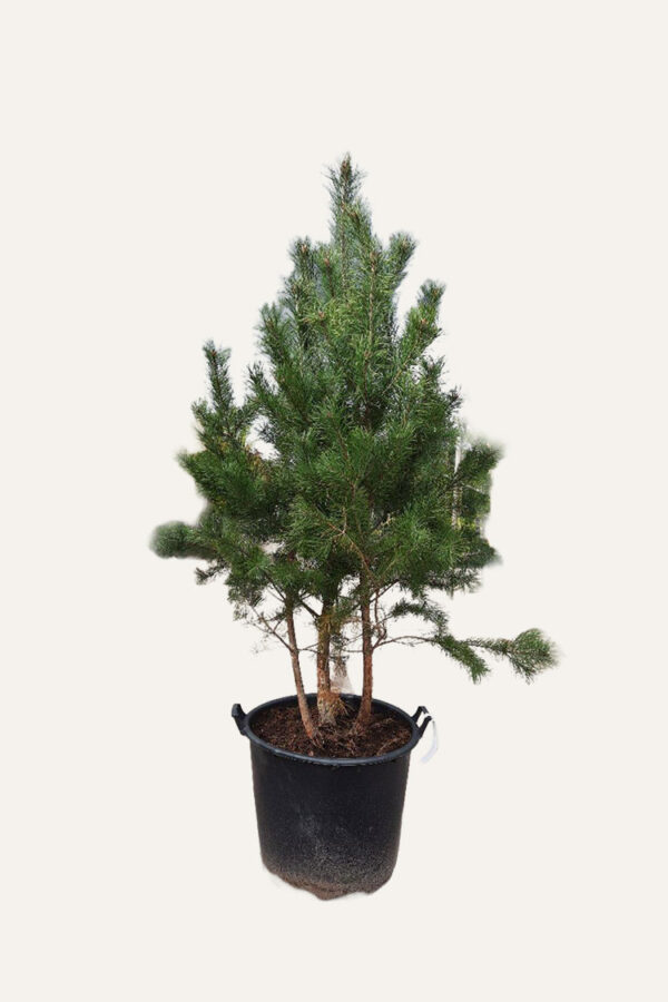 Metsämänty Ruukku Hyvin tuuhea | Plantinavia