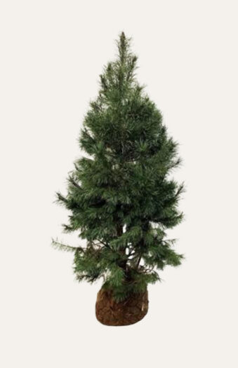 Metsämänty Juuripaakku Hyvin tuuhea