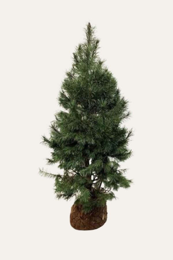 Metsämänty Juuripaakku Hyvin tuuhea