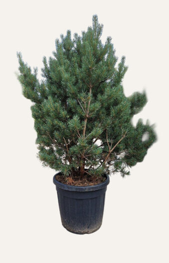 Metsämänty Ruukku Hyvin tuuhea | Plantinavia