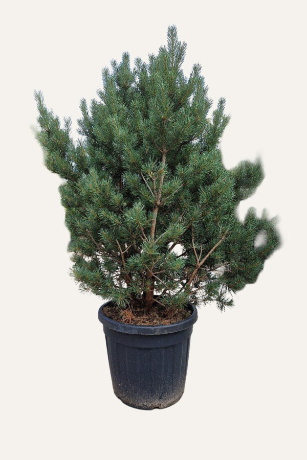 Metsämänty Ruukku Hyvin tuuhea | Plantinavia