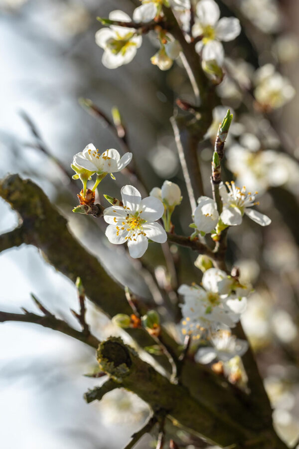 Oratuomi Ruukku Tuuhea 40cm - Image 2