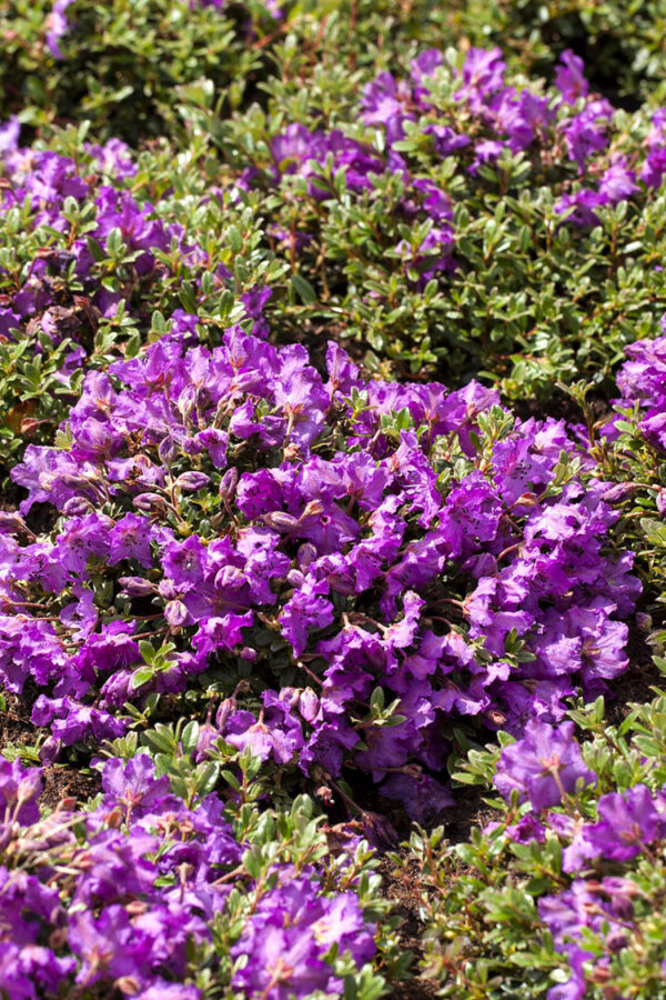 Alppiruususekoitus Valmisaita Hyvin tuuhea 250cm - Image 2