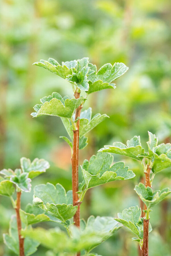 Taikinamarja Ruukku Tuuhea 30cm - Image 2