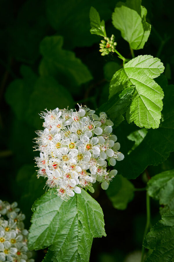 Koivuangervo Ruukku Tuuhea 40cm - Image 2