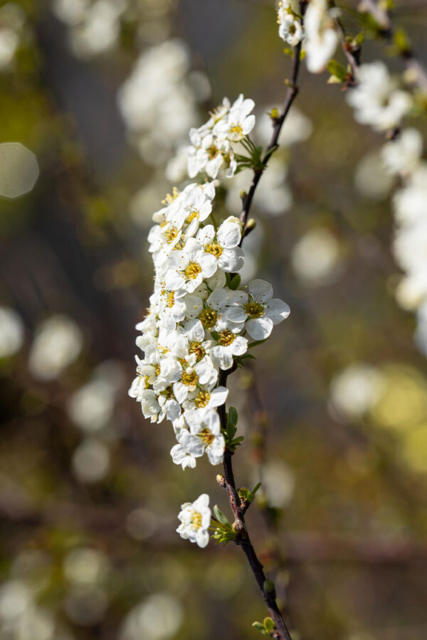 Norjanangervo Ruukku Hyvin tuuhea 80cm - Image 2