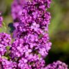 Purppuran Pihasyreeni Ruukku Tuuhea 80cm