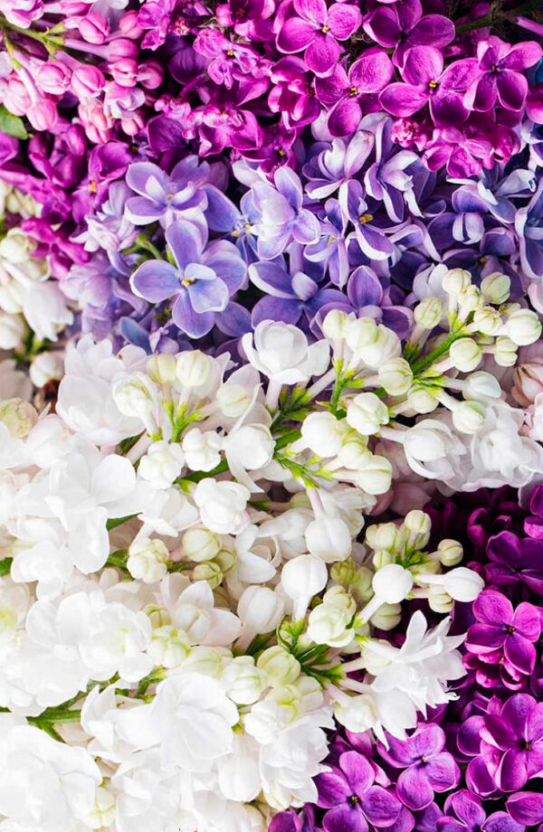 Syreenisekoitus Ruukku Hyvin tuuhea 80cm - Image 2