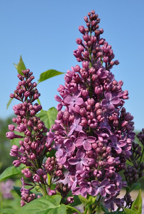 Violetti syreeni