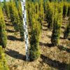 Pylväsmarjakuusi Fastigiata Aurea Juuripaakku Hyvin tuuhea 40cm