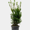 Kartiomarjakuusi Hicksii Ruukku Outlet 100cm