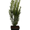 Kartiomarjakuusi 'Groenland' Ruukku Tuuhea 15cm