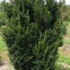 Kartiomarjakuusi Hicksii Valmisaita Hyvin tuuhea 80cm
