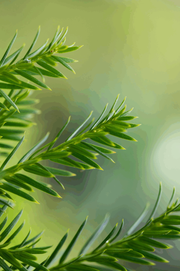 Euroopanmarjakuusi baccata Juuripaakku Tuuhea 150cm - Image 2