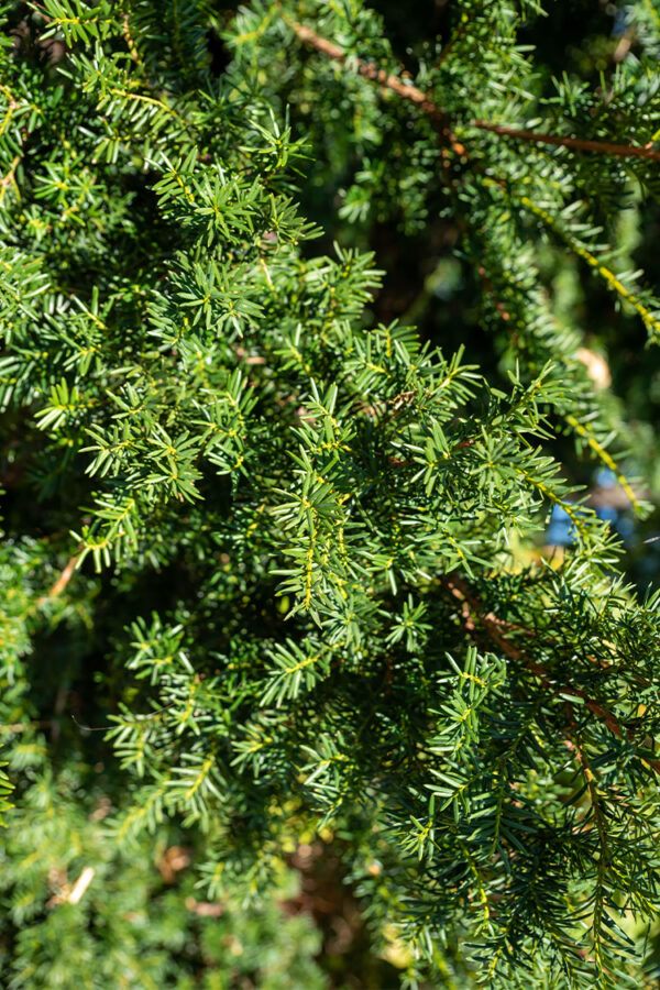 Japaninmarjakuusi Ruukku Tuuhea 15cm - Image 2