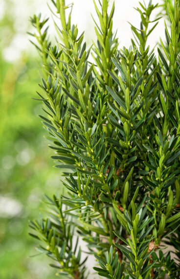 Kartiomarjakuusi 'Groenland'