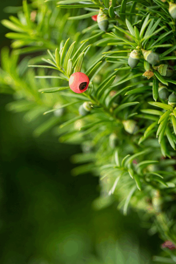 Kartiomarjakuusi Hicksii Juuripaakku Hyvin tuuhea 60cm - Image 2