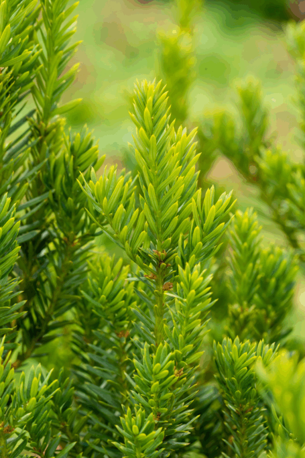 Kartiomarjakuusi Hillii Juuripaakku Hyvin tuuhea 60cm - Image 2