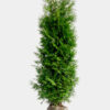Kartiotuija Juuripaakku Hyvin tuuhea 225cm