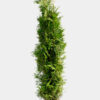 Kartiotuija Juuripaakku Tuuhea 300cm