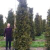 Kartiotuija Juuripaakku Hyvin tuuhea 400cm