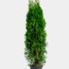 Timanttituija Ruukku Tuuhea 225cm