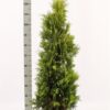 Kultatuija Ruukku Hyvin tuuhea 150cm