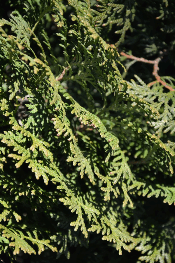 Holmstrupintuija Juuripaakku Hyvin tuuhea 40cm - Image 2