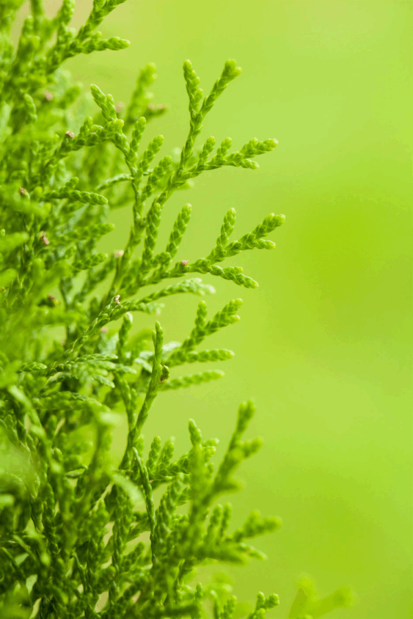 Timanttituija Ruukku Hyvin tuuhea 150cm - Image 2