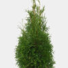 Kartiotuija King of Brabant Juuripaakku Outlet 60cm
