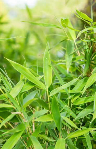 Ruokobambu Jumbo