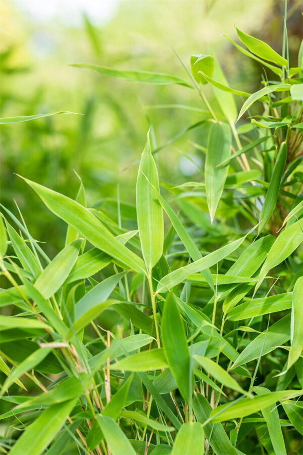 Ruokobambu Jumbo Ruukku Hyvin tuuhea 100cm - Image 2