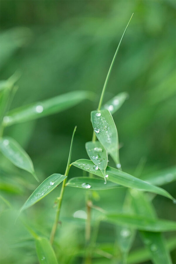 Ruokobambu Rufa Ruukku Tuuhea 100cm - Image 2