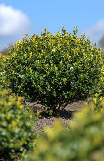 Japaninorjanlaakeri 'Blondie' Hyvin tuuhea | Plantinavia