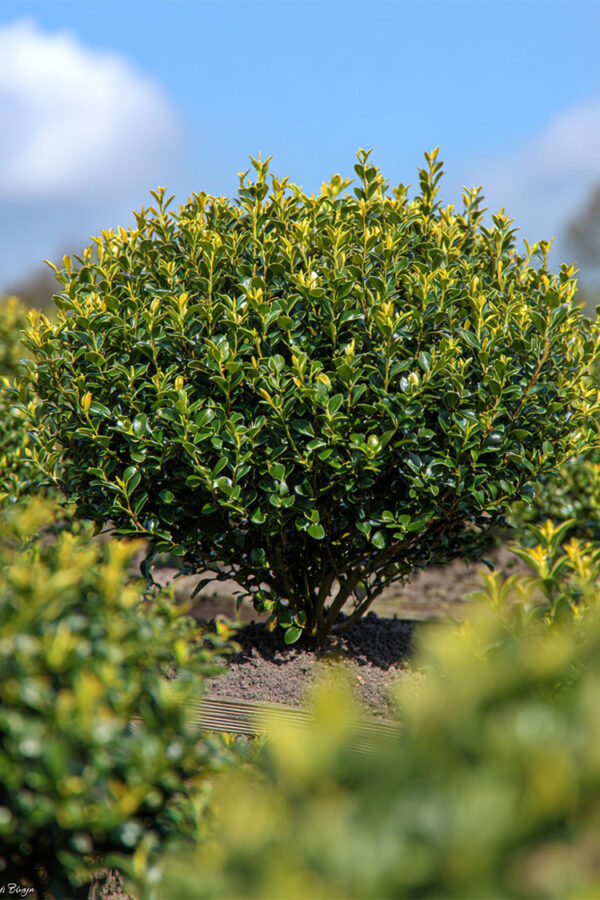 Japaninorjanlaakeri 'Blondie' Hyvin tuuhea | Plantinavia
