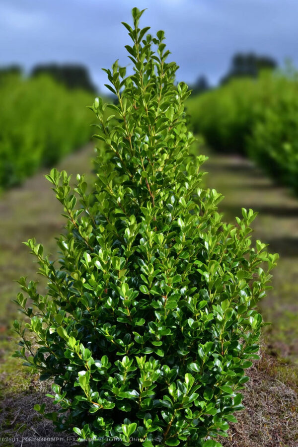 Japaninorjanlaakeri 'Caroline Upright' Hyvin tuuhea | Plantinavia