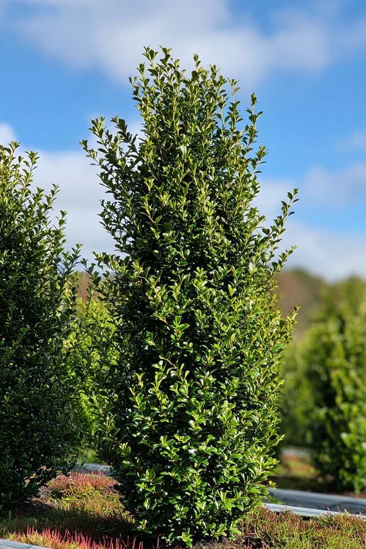 Japaninorjanlaakeri 'Green Hedge' Hyvin tuuhea | Plantinavia
