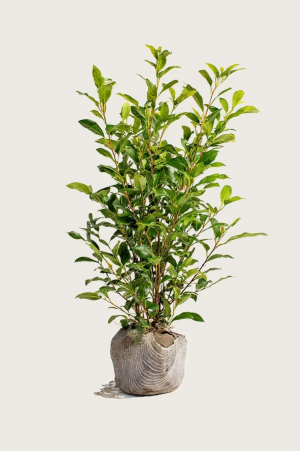 Aitalikusteri 250cm Hyvin tuuhea | Plantinavia