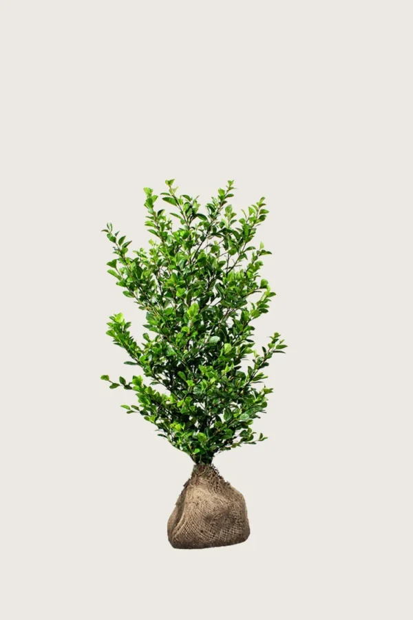 Aitalikusteri 60cm Hyvin tuuhea | Plantinavia