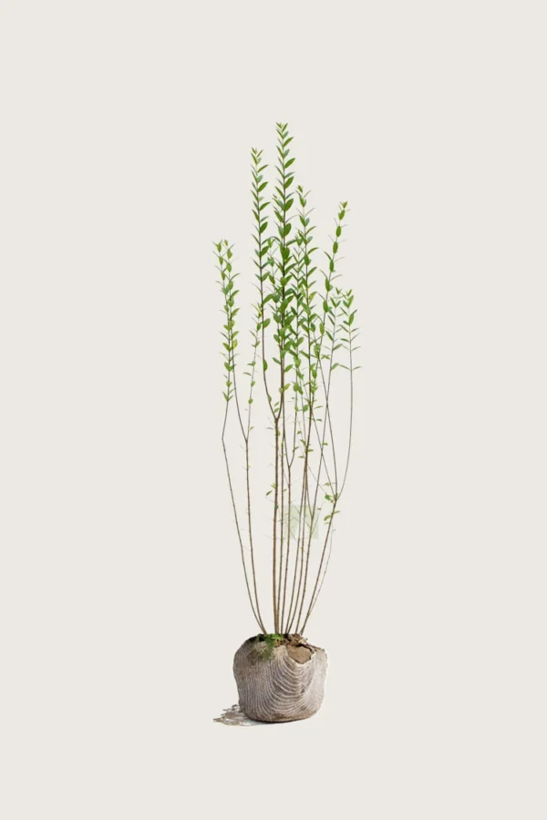 Aitalikusteri 150cm Outlet | Plantinavia