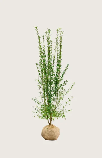Aitalikusteri 175cm Tuuhea | Plantinavia